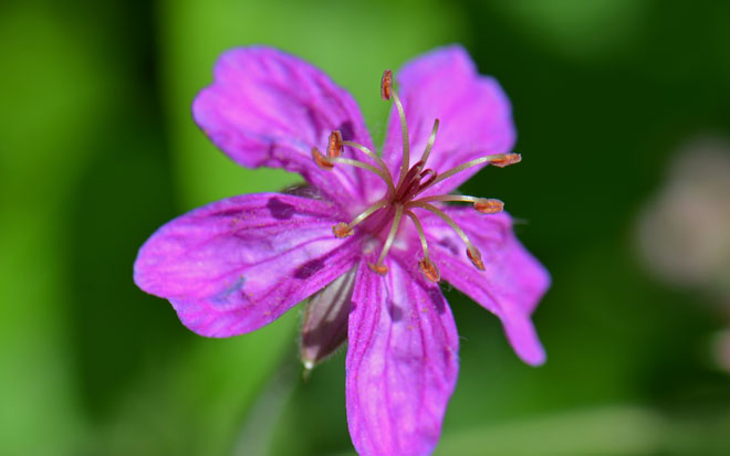 Close up flower of Pineywoods Geranium Pineywoods Geranium